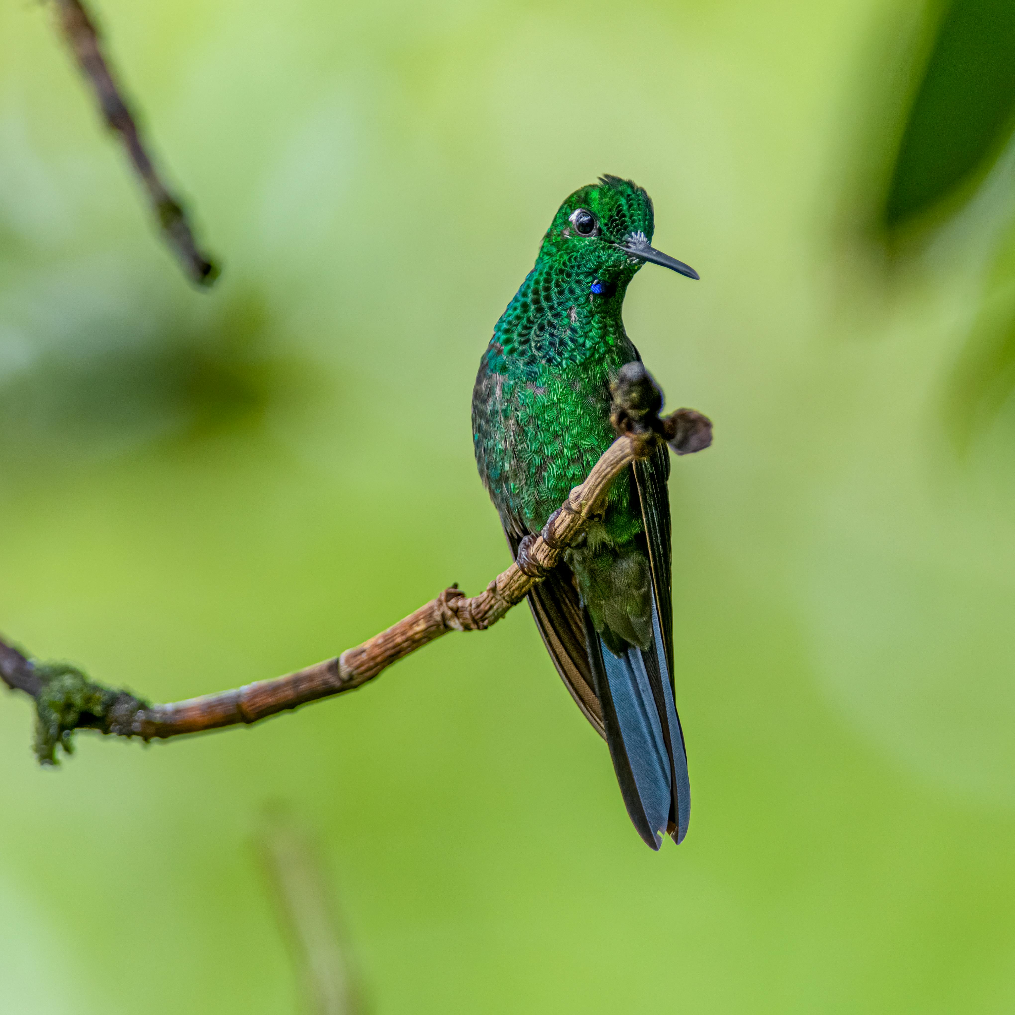 Hornissen in der Natur